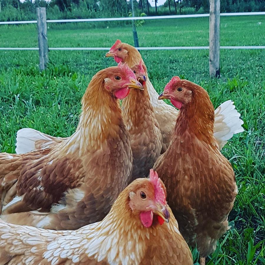 Corte Malpensata Bigarello المظهر الخارجي الصورة