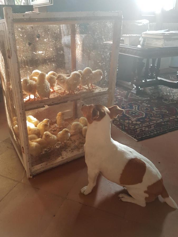 Corte Malpensata Bigarello المظهر الخارجي الصورة